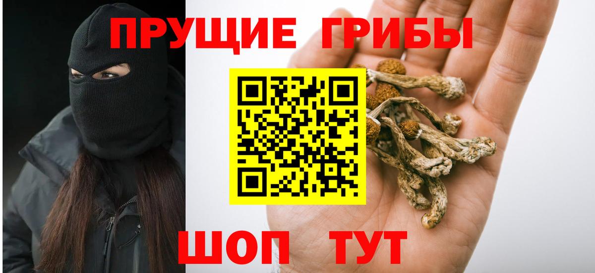 где можно купить наркотик  Галлюциногенные грибы Psilocybe  Шадринск  Вход с VPN  Псилоцибиновые грибы Psilocybe 